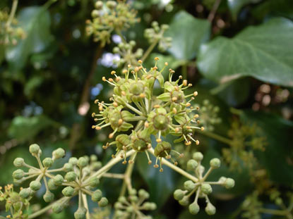 APII jpeg image of Hedera aff. hibernica  © contact APII