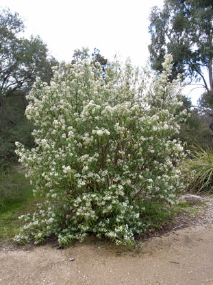 APII jpeg image of Olearia lirata  © contact APII