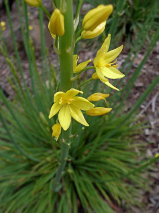 APII jpeg image of Bulbine sp.  © contact APII