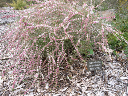 APII jpeg image of Hypocalymma angustifolium  © contact APII