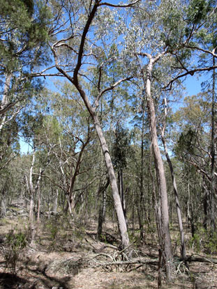 APII jpeg image of Eucalyptus andrewsii  © contact APII