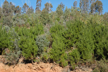 APII jpeg image of Pinus radiata  © contact APII