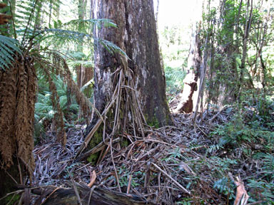 APII jpeg image of Eucalyptus regnans  © contact APII