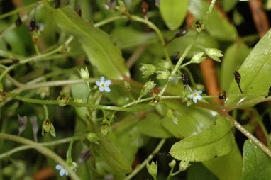 APII jpeg image of Myosotis caespitosa  © contact APII