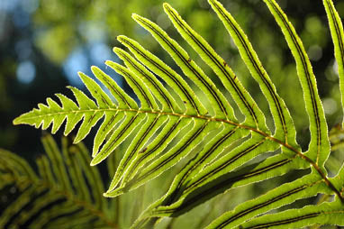 APII jpeg image of Blechnum cartilagineum  © contact APII