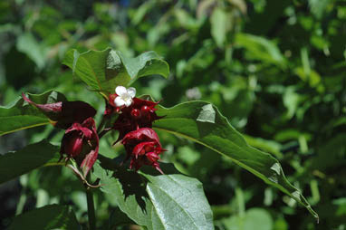 APII jpeg image of Leycesteria formosa  © contact APII