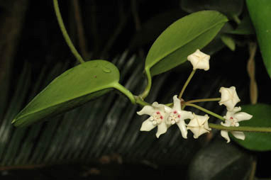 APII jpeg image of Hoya australis subsp. australis  © contact APII