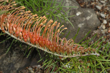 APII jpeg image of Grevillea nana subsp. abbreviata 'hybrid with G. tenuiloba'  © contact APII