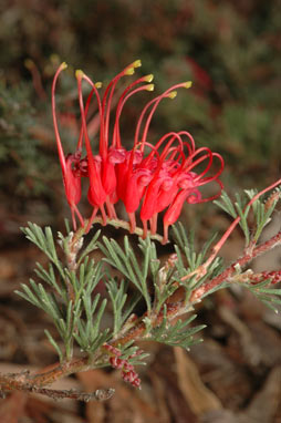 APII jpeg image of Grevillea humifusa  © contact APII