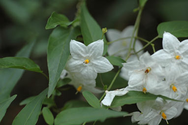 APII jpeg image of Solanum laxum  © contact APII