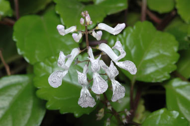 APII jpeg image of Plectranthus verticillatus  © contact APII