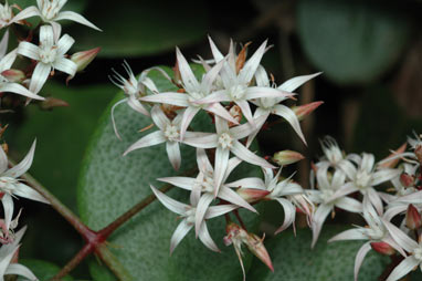 APII jpeg image of Crassula sarmentosa var. sarmentosa  © contact APII