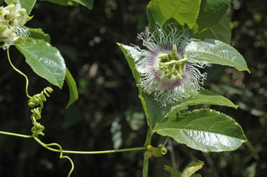 APII jpeg image of Passiflora edulis  © contact APII