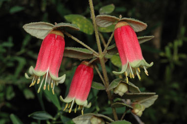 APII jpeg image of Correa reflexa var. speciosa 'Clearview Giant'  © contact APII