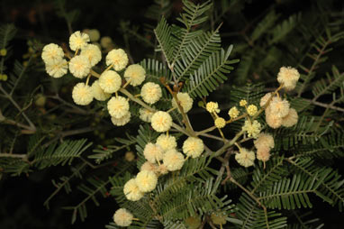 APII jpeg image of Acacia cangaiensis  © contact APII