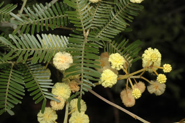 APII jpeg image of Acacia cangaiensis  © contact APII