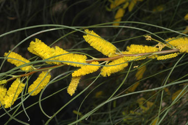 APII jpeg image of Acacia jibberdingensis  © contact APII