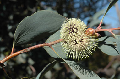 APII jpeg image of Hakea petiolaris subsp. trichophylla  © contact APII