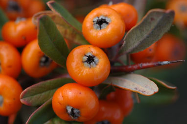 APII jpeg image of Pyracantha angustifolia  © contact APII