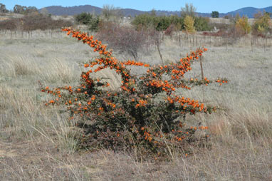 APII jpeg image of Pyracantha angustifolia  © contact APII