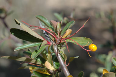 APII jpeg image of Pyracantha crenulata  © contact APII