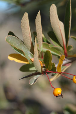 APII jpeg image of Pyracantha crenulata  © contact APII