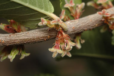 APII jpeg image of Ulmus parvifolia  © contact APII