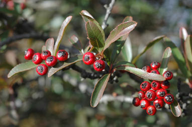 APII jpeg image of Pyracantha crenulata  © contact APII