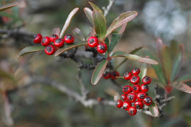 APII jpeg image of Pyracantha crenulata  © contact APII