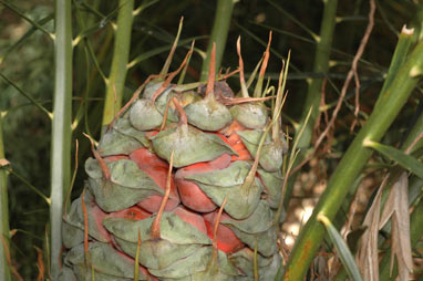 APII jpeg image of Macrozamia montana  © contact APII