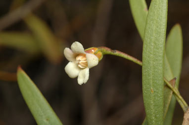 APII jpeg image of Eremophila deserti  © contact APII