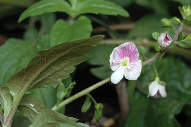 APII jpeg image of Veronica notabilis  © contact APII