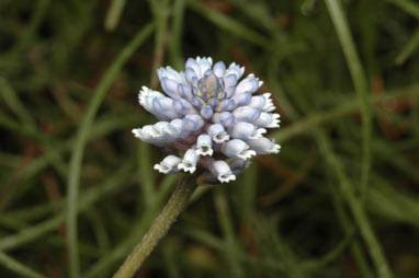 APII jpeg image of Conospermum huegelii  © contact APII