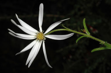 APII jpeg image of Olearia cordata  © contact APII