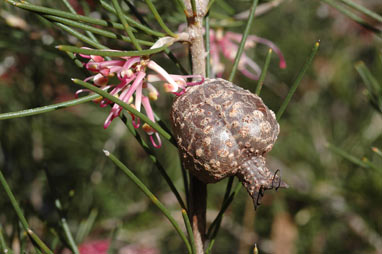 APII jpeg image of Hakea verrucosa  © contact APII