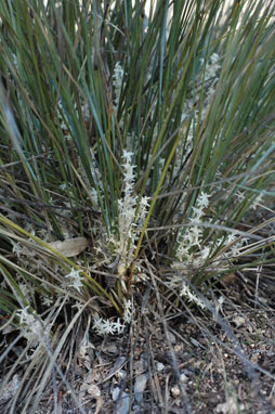 APII jpeg image of Lomandra effusa  © contact APII