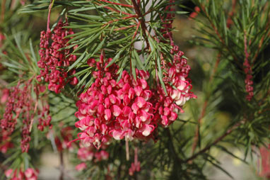 APII jpeg image of Grevillea rosmarinifolia 'Rosy Posy'  © contact APII