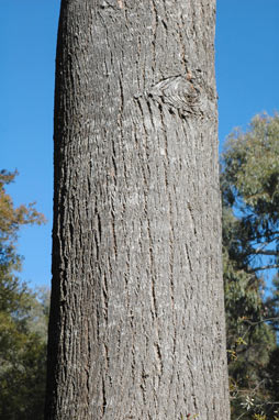 APII jpeg image of Eucalyptus cadens  © contact APII