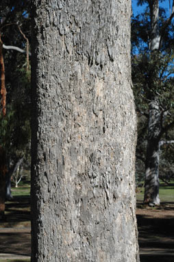 APII jpeg image of Eucalyptus bosistoana  © contact APII