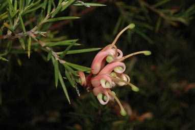 APII jpeg image of Grevillea juniperina 'Pink Lady'  © contact APII