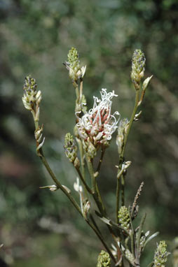 APII jpeg image of Grevillea endlicheriana  © contact APII