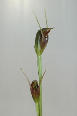 APII jpeg image of Pterostylis erecta  © contact APII