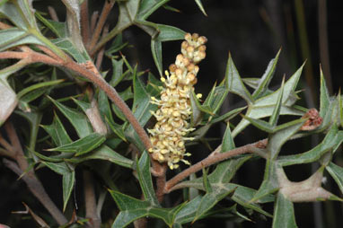 APII jpeg image of Grevillea ramosissima subsp. ramosissima  © contact APII