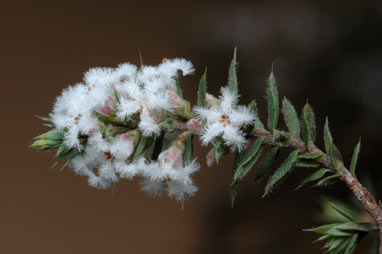 APII jpeg image of Leucopogon attenuatus  © contact APII