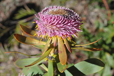 APII jpeg image of Isopogon cuneatus  © contact APII