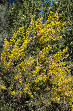 APII jpeg image of Acacia buxifolia  © contact APII