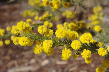 APII jpeg image of Acacia gordonii  © contact APII