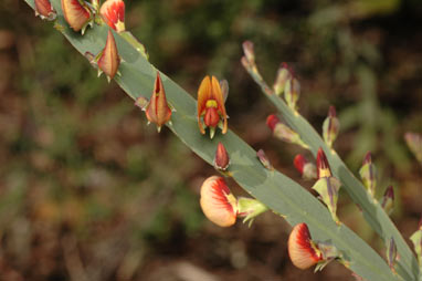 APII jpeg image of Bossiaea scolopendria  © contact APII