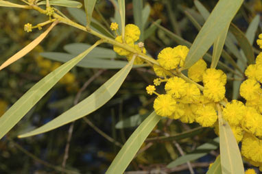 APII jpeg image of Acacia obtusata  © contact APII