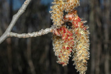 APII jpeg image of Populus alba  © contact APII